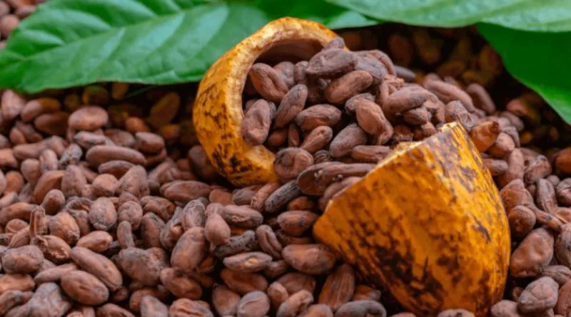 ECUADOR: Este miércoles arranca la Cumbre del Cacao 2025 en Ecuador