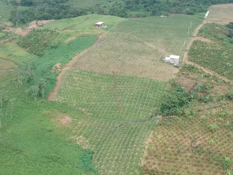 Colombia: De las unidades productivas agropecuarias, 70% tienen menos de cinco hectáreas