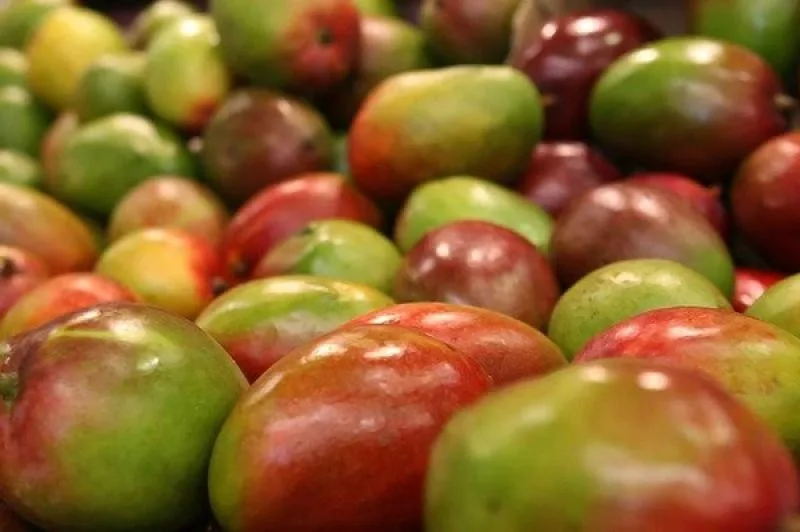 Exportaciones peruanas de mango fresco crecen 239% en volumen