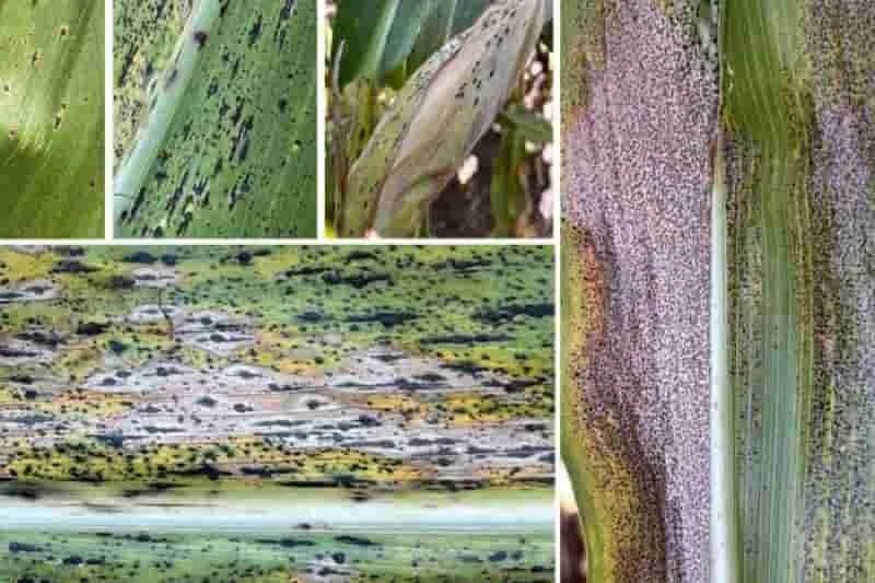 Investigadores desarrollan recurso para identificar mancha de alquitrán de maíz