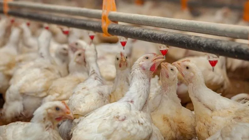 Alemania ordena el sacrificio masivo de aves en Berlín tras detectarse un brote de gripe aviar altamente patógena