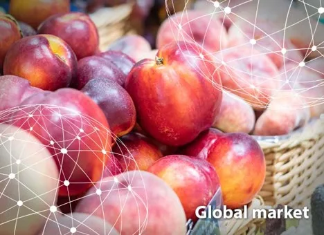 Resumen del mercado global del melocotón, la nectarina y el paraguayo