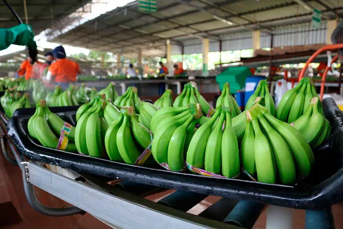 ECUADOR: Exportaciones bananeras mantienen saldo positivo