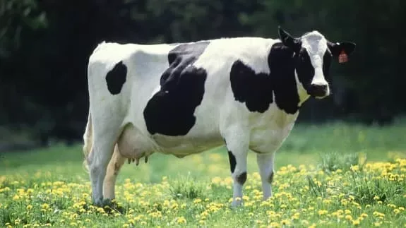 Hallan nuevo defecto genético en Holsteins en EE.UU.