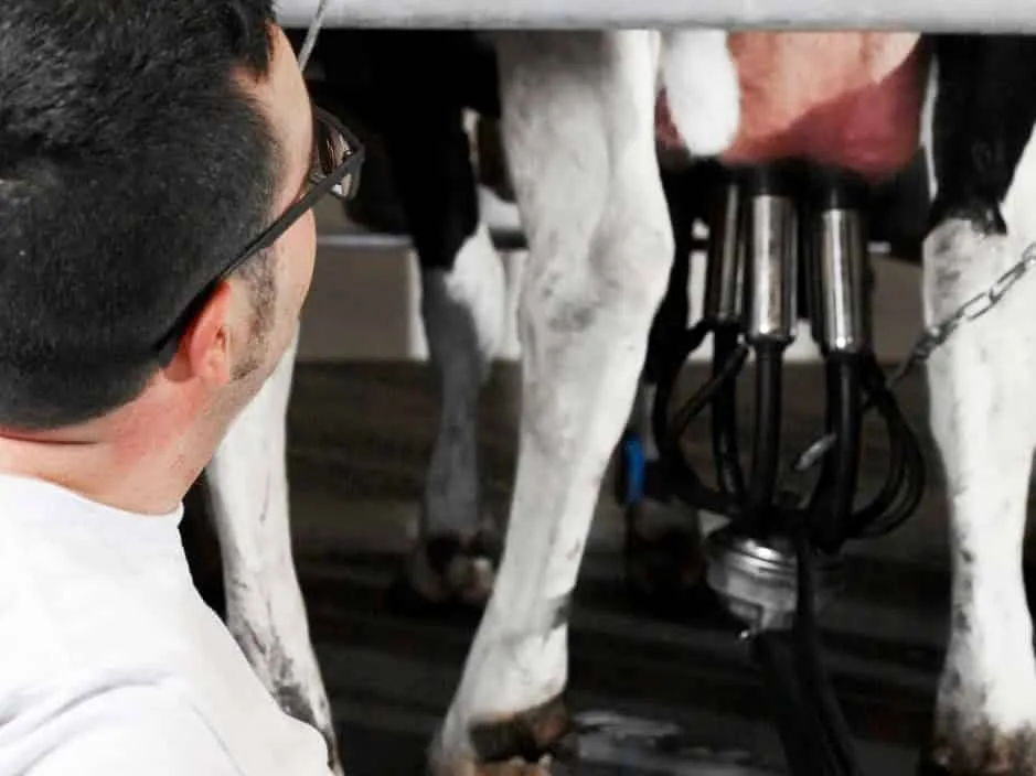 ¿Cuánta leche pierde una vaca bajo estrés por calor?