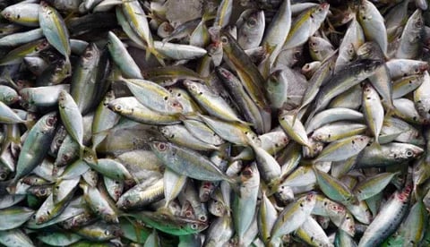Recomendaciones para enfrentar el fenómeno de El Niño en la producción acuícola