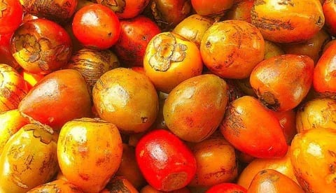 INTERNACIONAL: Chontaduro rojo: su potencial nutricional no está solo en la pulpa, también lo tiene en la cáscara