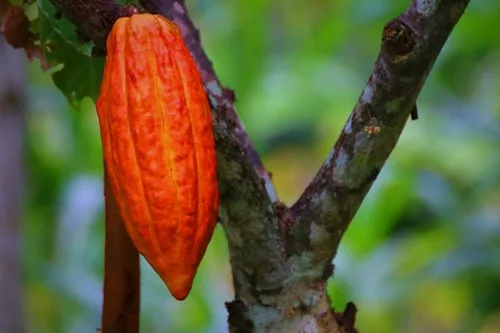 El cultivo de árboles de sombra puede reducir el impacto ambiental del chocolate