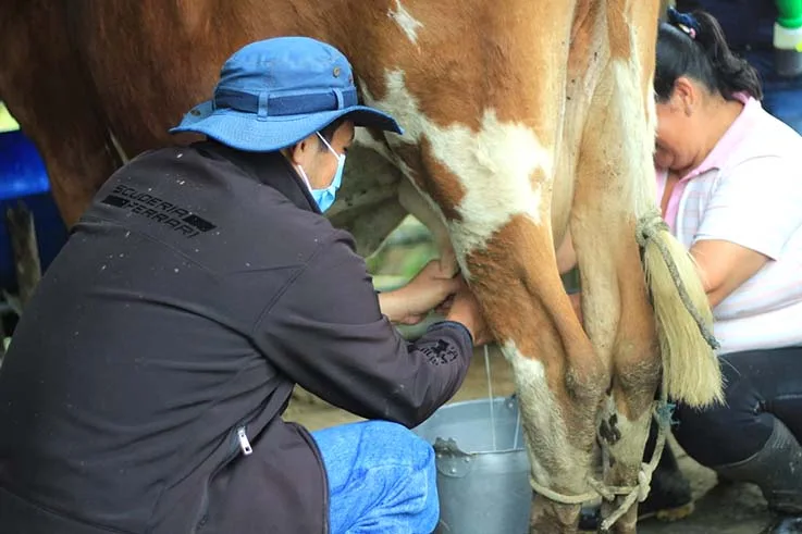 ¿Por qué producimos menos leche? ¿Qué pasará en 2024 con los precios al productor?