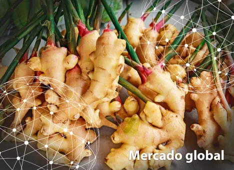 Resumen del mercado global del jengibre