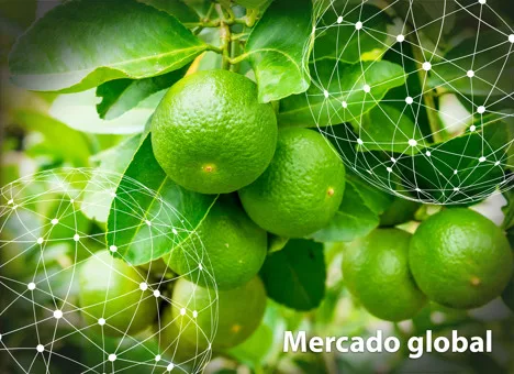Resumen del mercado global de la lima