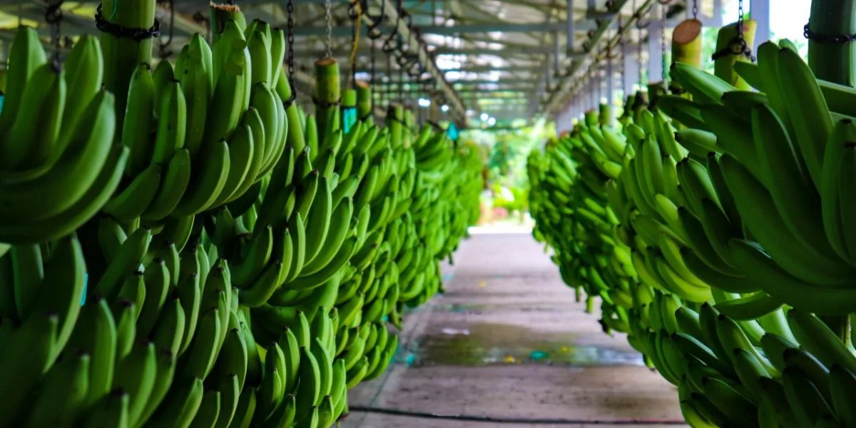ECUADOR: Sector bananero se adapta a crisis internacional