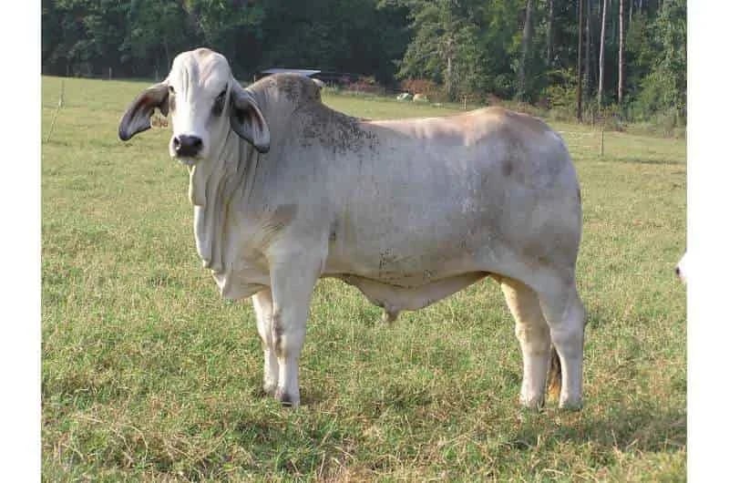 Las tendencias alimentarias de los novillos Brahman pueden afectar la ternura de la carne