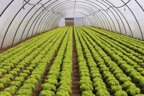 "Un producto biodegradable para el suelo retiene el agua de lluvia y de riego disponible durante más tiempo"