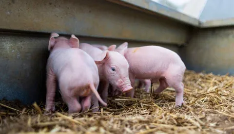 Parvovirosis porcina, una enfermedad común en las granjas que momifica a los cerdos
