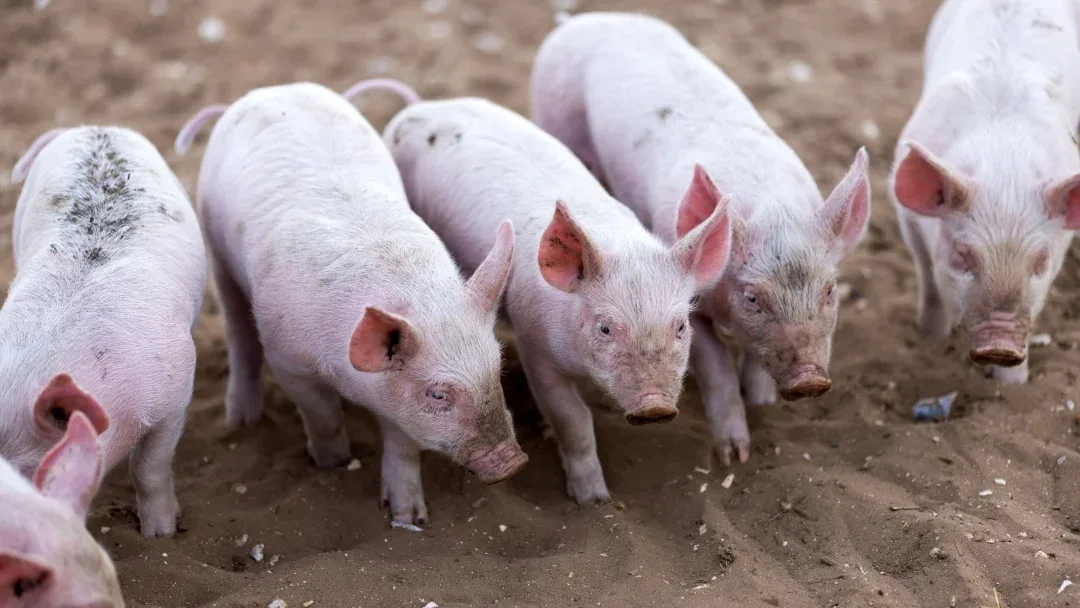 Circovirosis porcina, una enfermedad que tiene altos índices de mortalidad en granjas