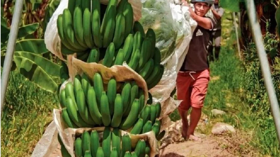PERÚ: Promueven la producción de cultivos alternativos en reemplazo del banano orgánico