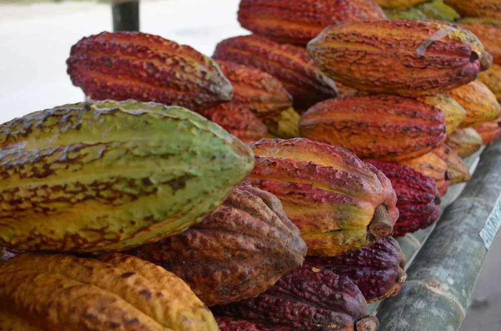 El precio del cacao se desploma, ¿qué hay detrás de la vertiginosa caída?