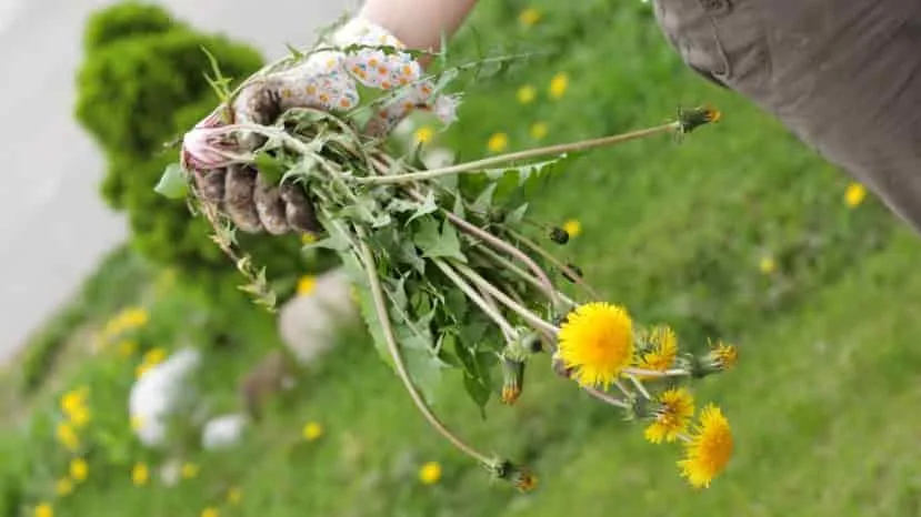 Matemáticas contra malezas: Modelo de dinámica poblacional y evolución de la resistencia a herbicidas en malezas perennes