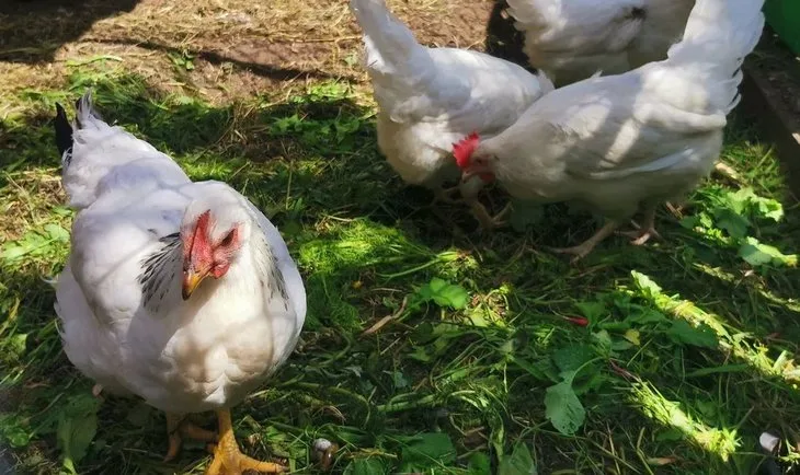 ¿Pueden las gallinas comer pasto a escala industrial?
