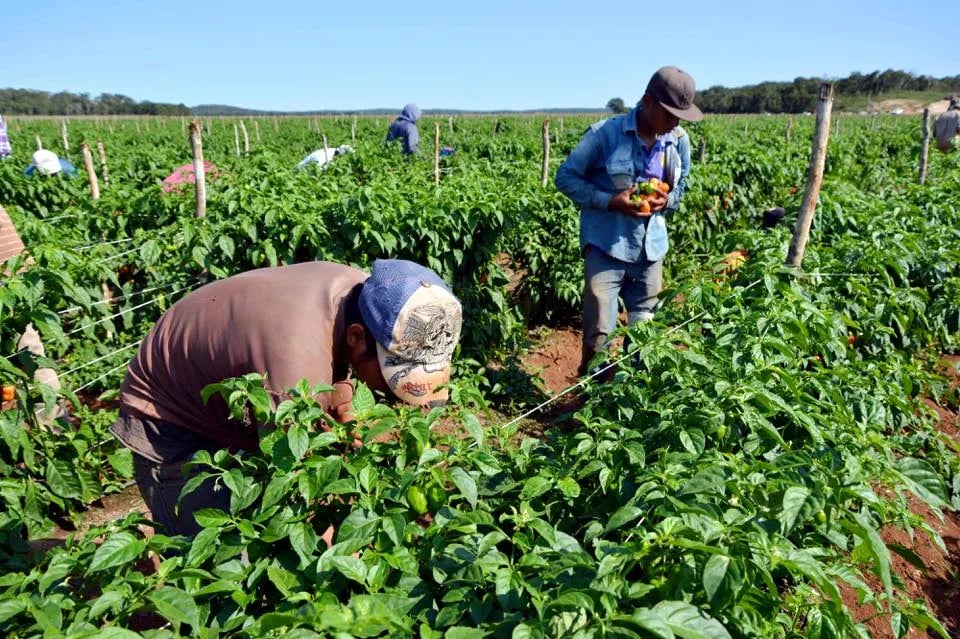 Agrocalidad fortalece infraestructura para impulsar la producción agrícola en la costa ecuatoriana