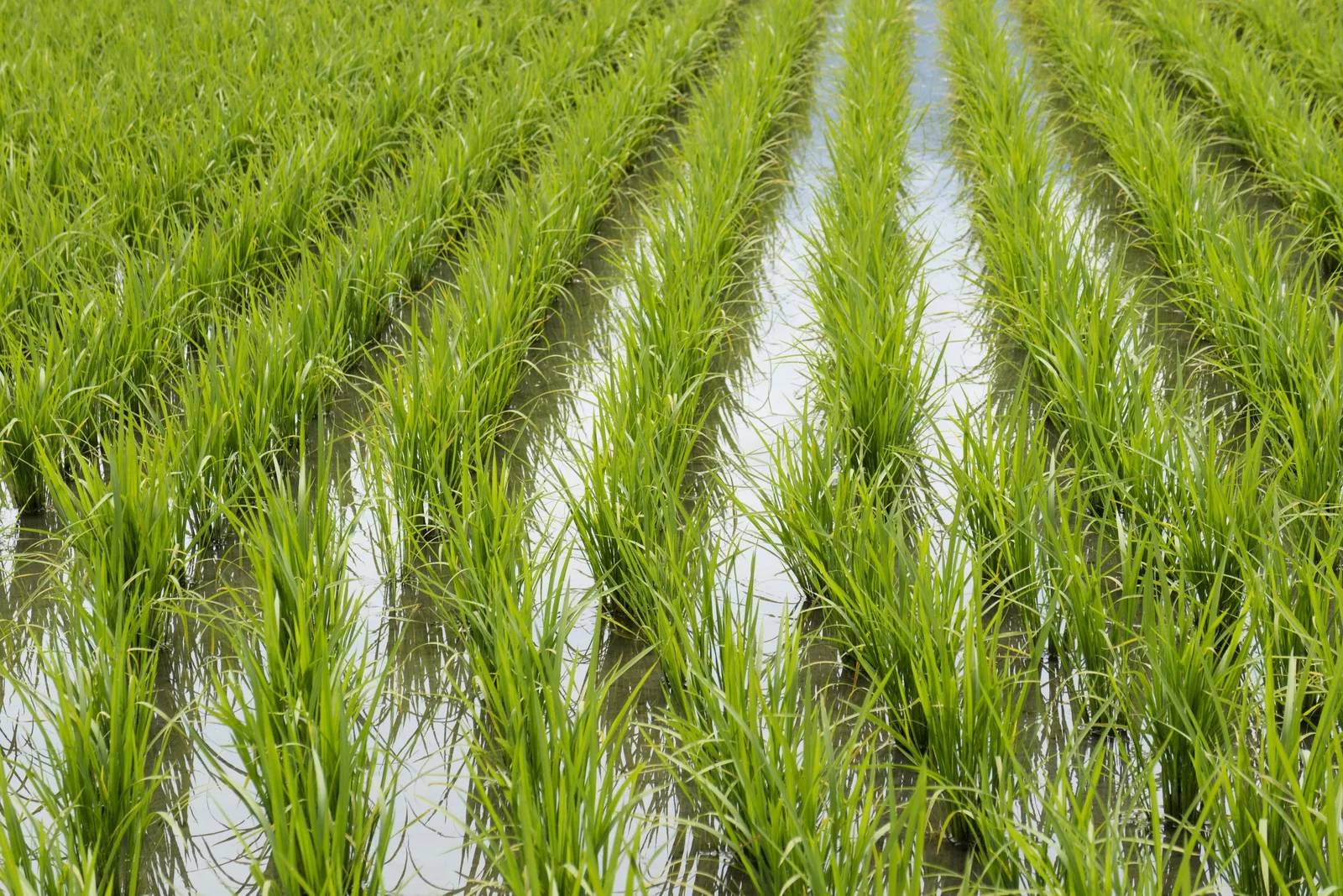 Ecuador: activan respaldo de USD 253 millones ante posible El Niño