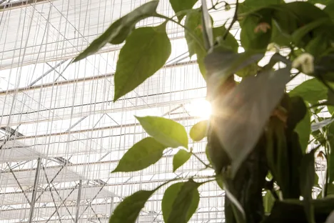 ¿Cuál es el balance de luz y de sombreo perfecto para tu cultivo?