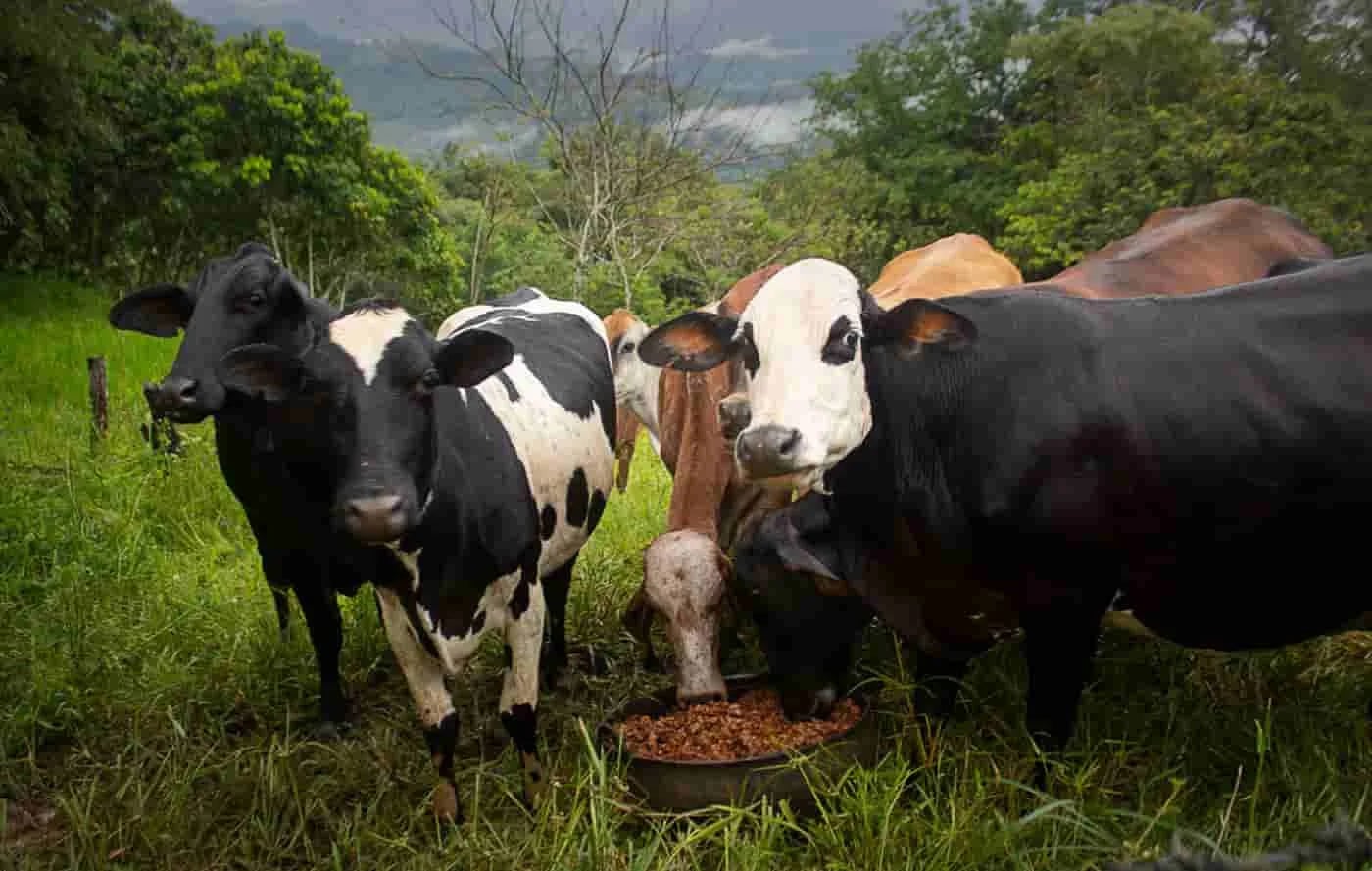 INFORME TÉCNICO: ¿A qué se refiere el índice de Carga Calórica Acumulada en ganadería?
