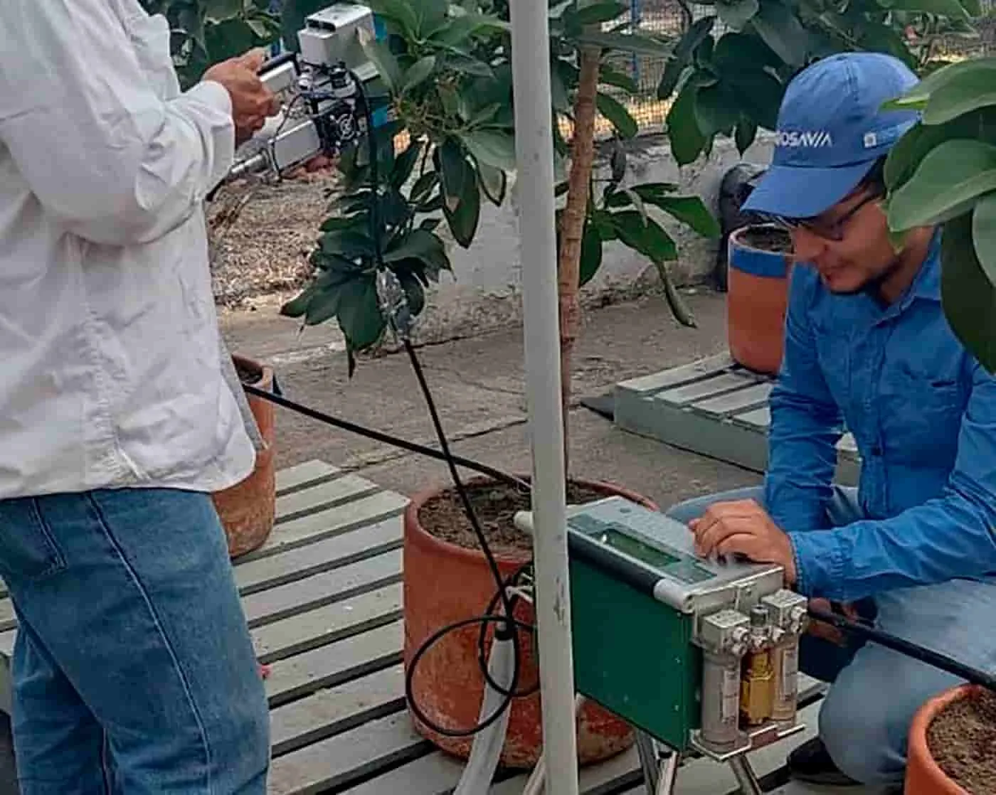 Controlar la floración del aguacate Lorena reduce su dependencia al agua: Colombia