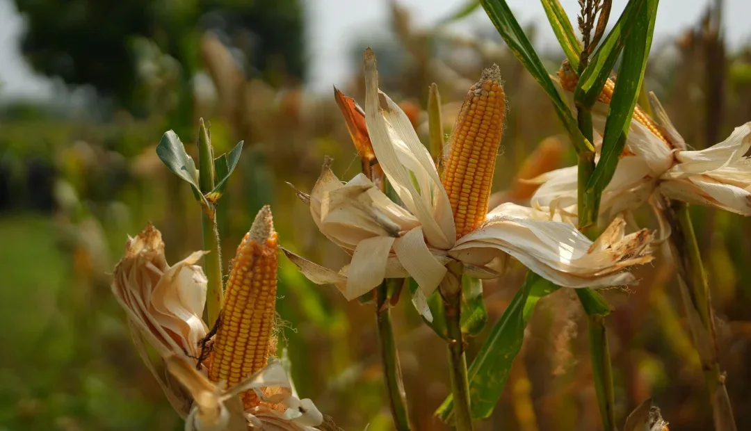 INFORME TÉCNICO: Agricultores de Ecuador enfrentan desafíos para aumentar rendimientos en la siembra de maíz
