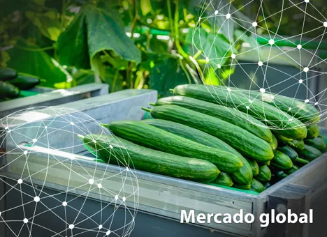 Resumen del mercado global del pepino