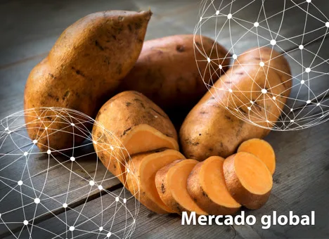 Resumen del mercado global de la camote