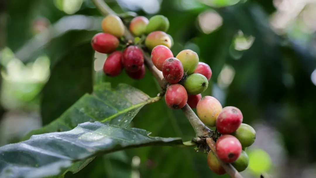 ECUADOR: Café agroecológico de Tungurahua amplía su presencia en mercados internacionales