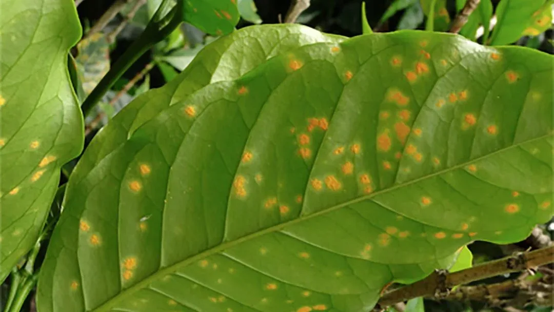 El eucalipto y neem actuarían como agentes con potencial insecticida frente a la roya