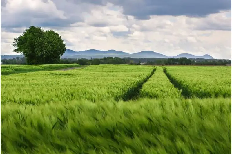 ¿Sembrar múltiples cultivos en la misma parcela puede mejorar la producción y la sostenibilidad agrícola?