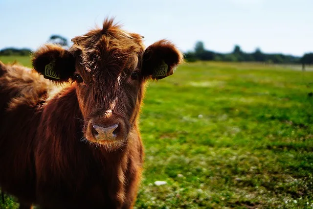 Calidad de carne de novillos terminados con dietas con bagazo húmedo de limón en reemplazo del grano de maíz