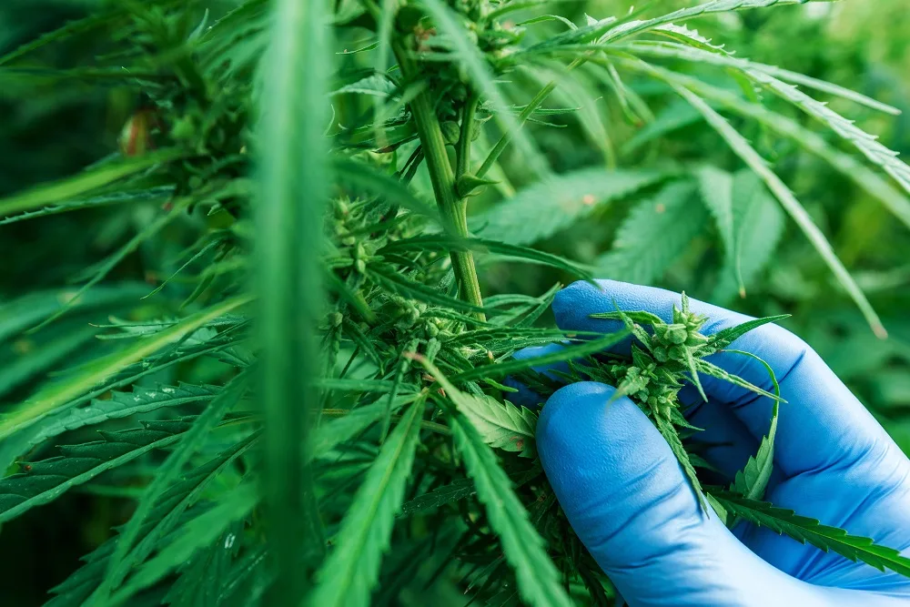 INTERNACIONAL, COLOMBIA: Gobierno cambió reglas de juego para el sector cannabis
