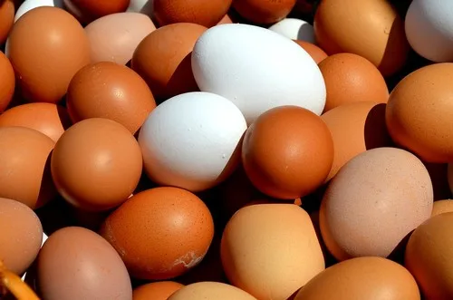 El huevo busca reinventarse: producción récord impulsa nuevas estrategias de consumo