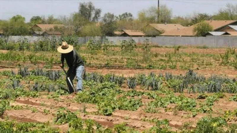 INFORME TÉCNICO: El agotamiento del potasio en el suelo amenaza el rendimiento de los cultivos mundiales