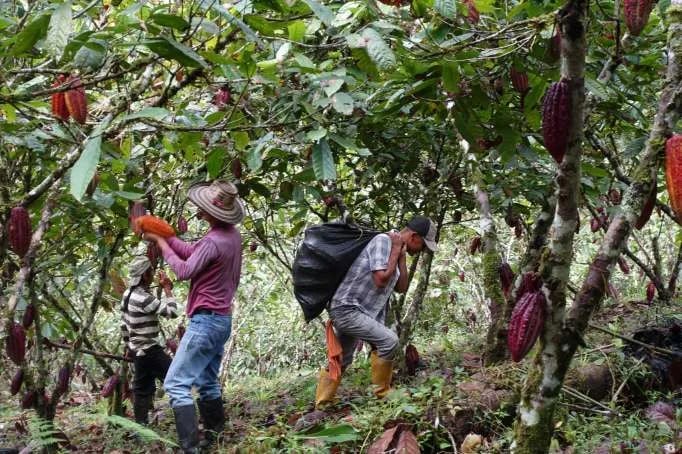 ECUADOR: Se lanzan reto de Agroemprendimiento en cacao para jóvenes universitarios