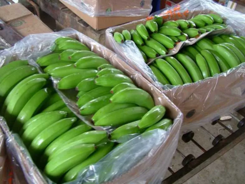 ECUADOR: Convenio impulsa trazabilidad del banano ecuatoriano