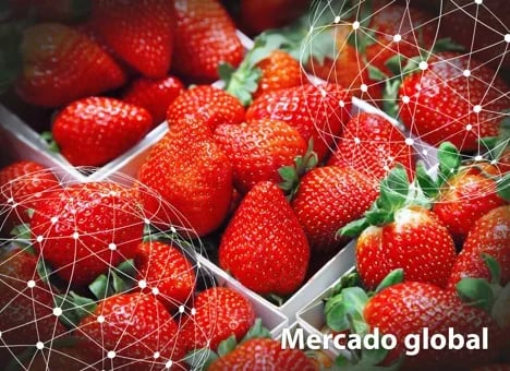 Resumen del mercado global de la fresa