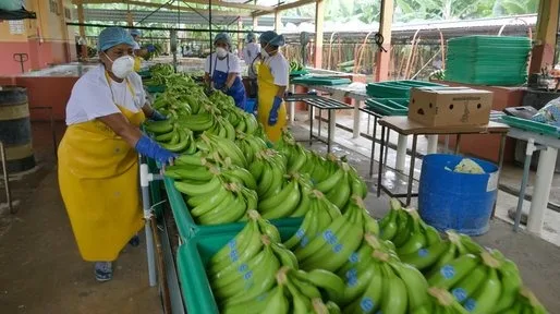ECUADOR: Clúster bananero y platanero advierte impacto por nuevo toque de queda en el país