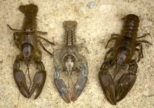 El mayor estudio en Europa sobre la diversidad del cangrejo de río insta a aplicar estrategias de conservación para la especie