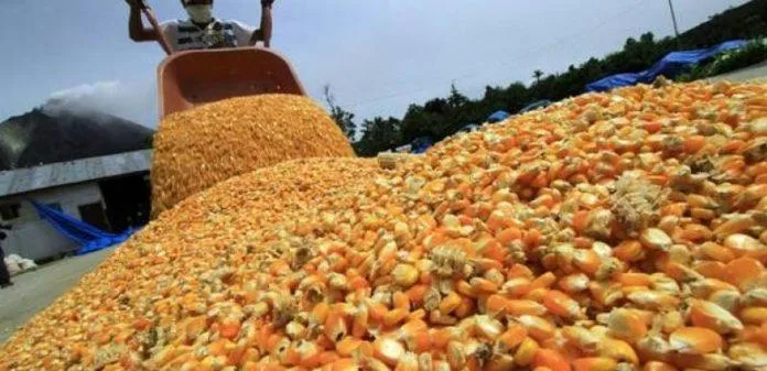 ECUADOR: Otra suspensión del Consejo Consultivo del Maíz preocupa al sector