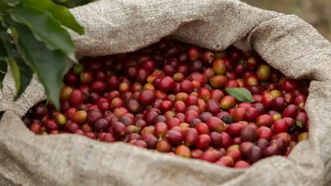 Colombia: La producción total de café en noviembre alcanzó un crecimiento acumulado de 25%