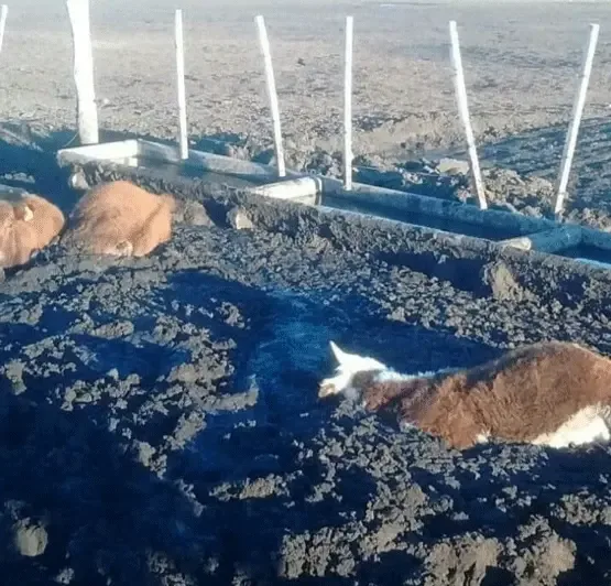 El dilema de gastar o invertir. Buenas prácticas ganaderas y bienestar animal