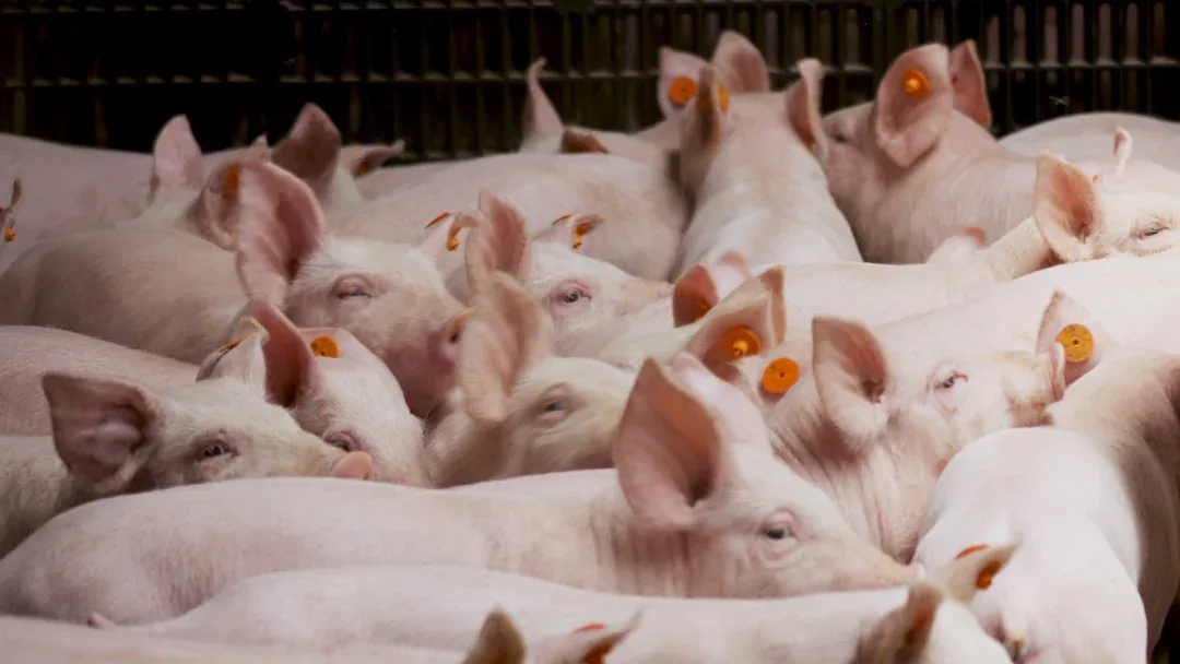 Internacional: Hong Kong sacrificará unos 900 cerdos después de detectar un brote de peste porcina