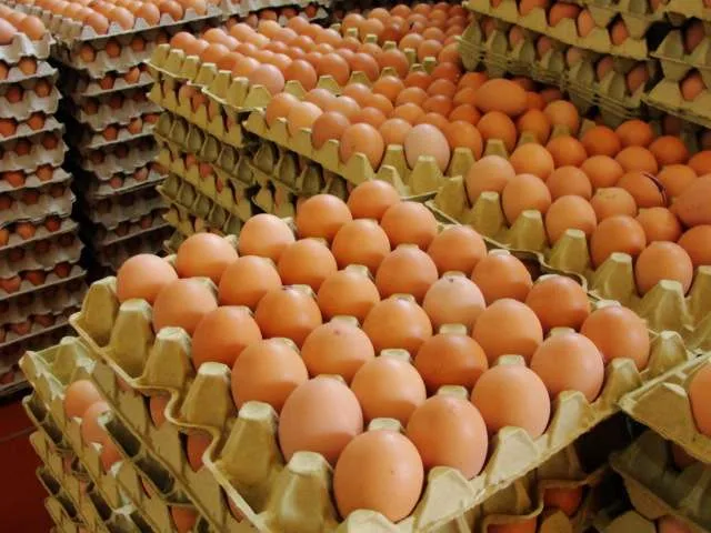 Rociar huevos de gallina con probióticos como una nueva forma de mejorar la salud de las gallinas