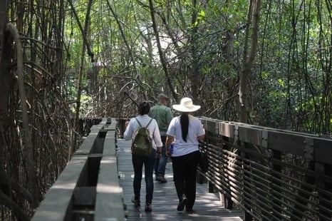 Samborondón, Ecuador recuperará su manglar para defender el medio ambiente con apoyo de la ONU